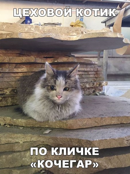 Картинки и мемы для настроения 005