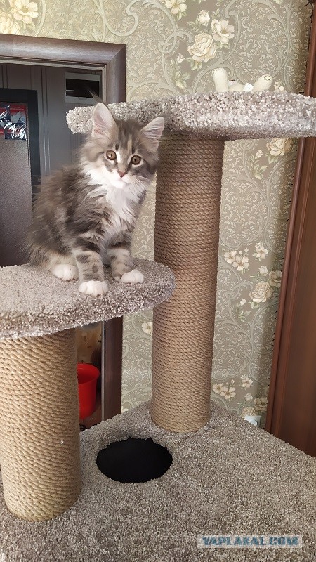 Домик для котейки