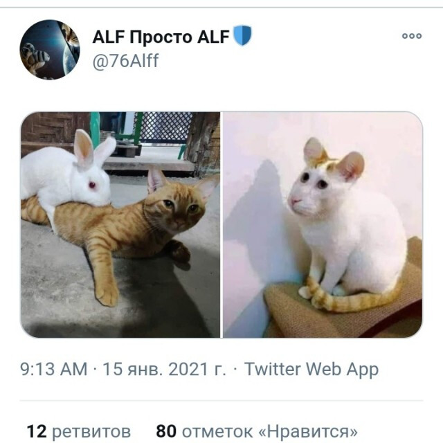 Фотки и картинки: юморные и красивые, забавные и милые 12.04.21