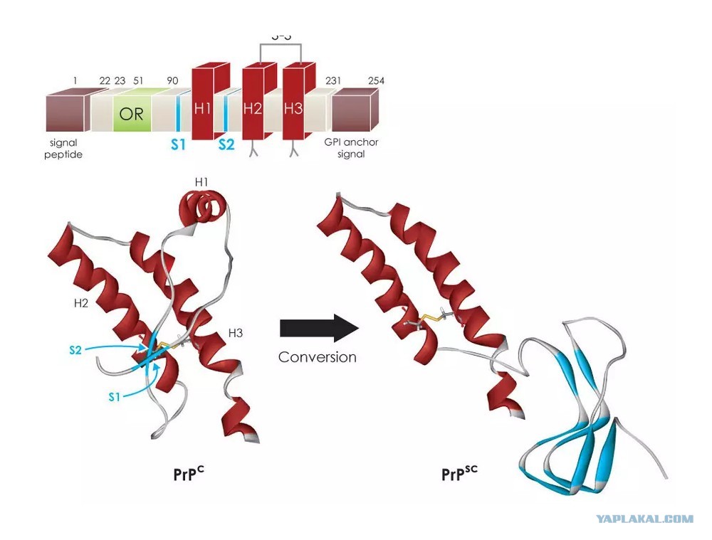 Signal peptide