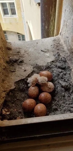 Детенышей пост