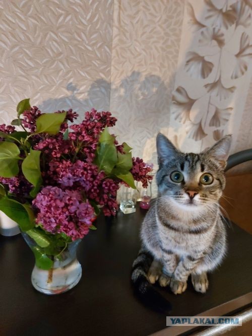 Начну котовторник чуть раньше!