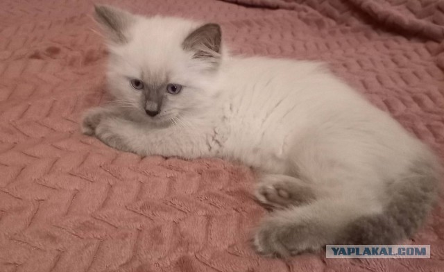 Я тоже стал рабом