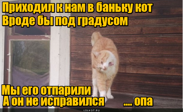 Жизнь домашнего приюта для котеек 492