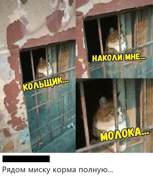 К котовторнику: подборка картинок-баянов с котиками и про котиков. Выпуск 40.