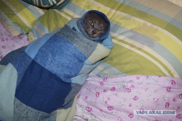 Котейка, который не знает как лежат котейки