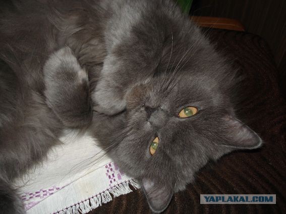 Породы кошек. Часть 1