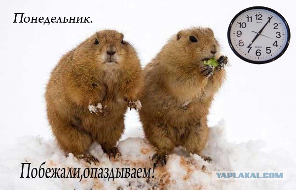 Добряки, плюсующие всех подряд