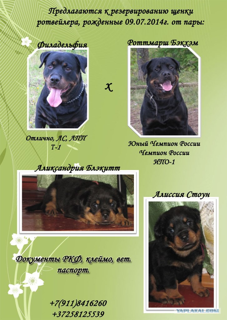 Ротвейлер кличка рэм. Имя для собаки ротвейлера. Ротвейлер девочка. Клички для ротвейлера девочки. Ротвейлеры роттмарш.