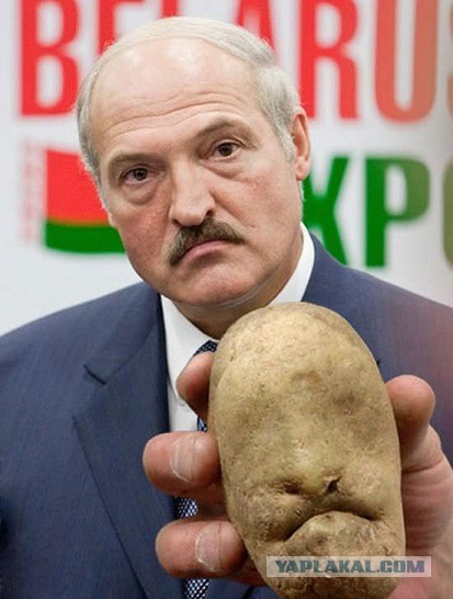 Белорусская елка