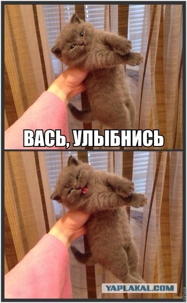 Кот по имени Бобо