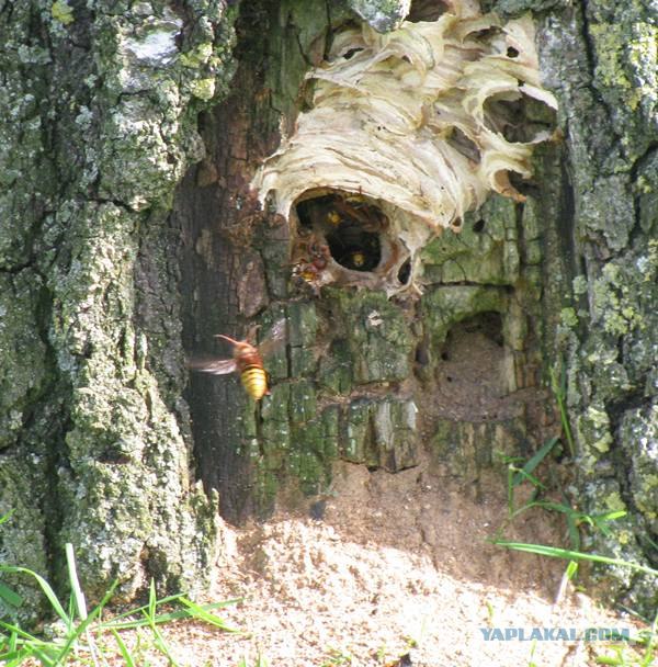 Коттедж опасных соседей