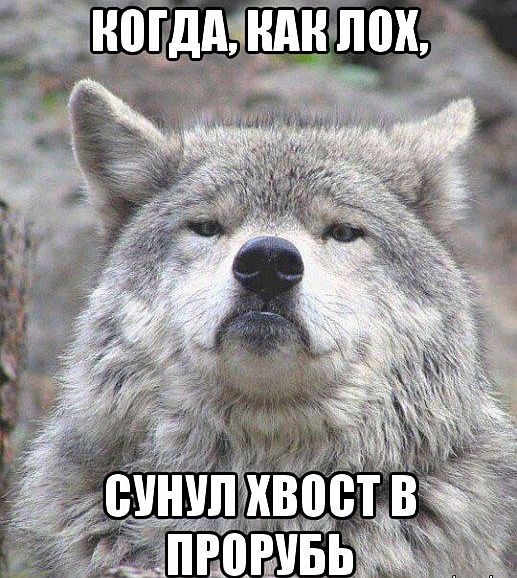 Придет серенький волчок