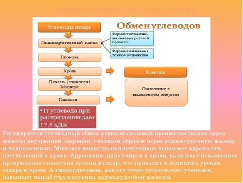 Абсолютное лекарство от диабета успешно протестировали на мышах