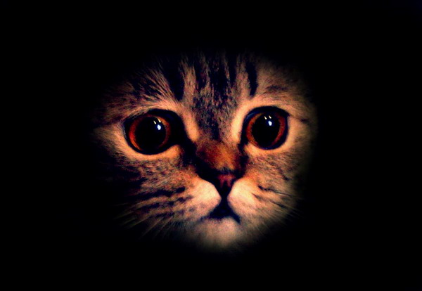 Коты, кошки, котята
