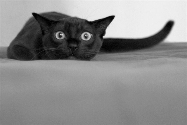 Котики на выходные