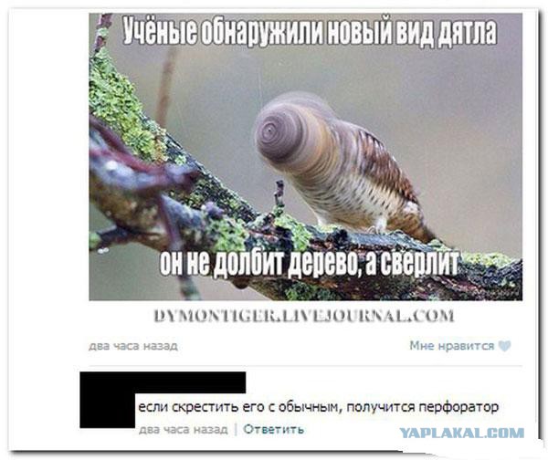 Смешные комментарии 08.03.2016