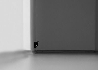Коты, кошки, котята