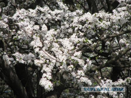 Гигантский портрет Гагарина появился на льду озера