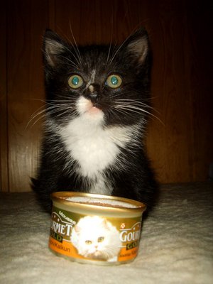 Котомет на вторник!
