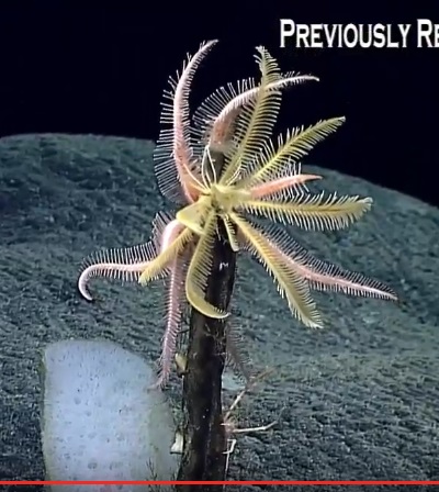 Началась онлайн-трансляция происходящего в самом глубоком месте Земли