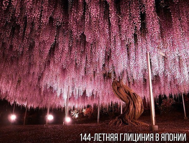 Немного картинок
