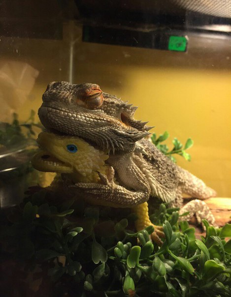 Прикольные животные