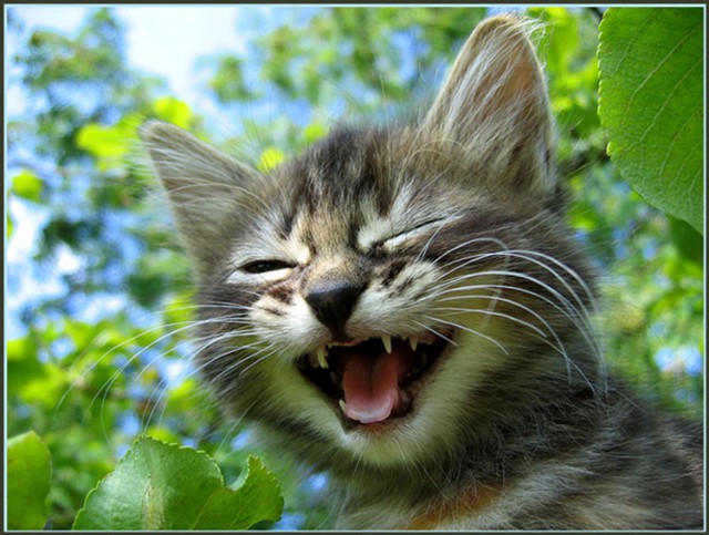 Коты из сети