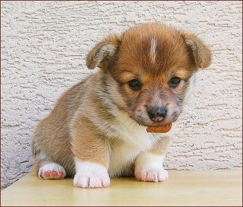 Самые смешные животные