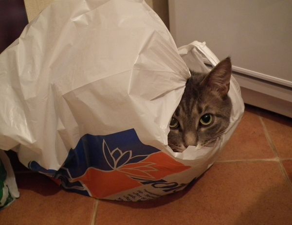 20 мест, в которых не должно было быть кота, но вот он