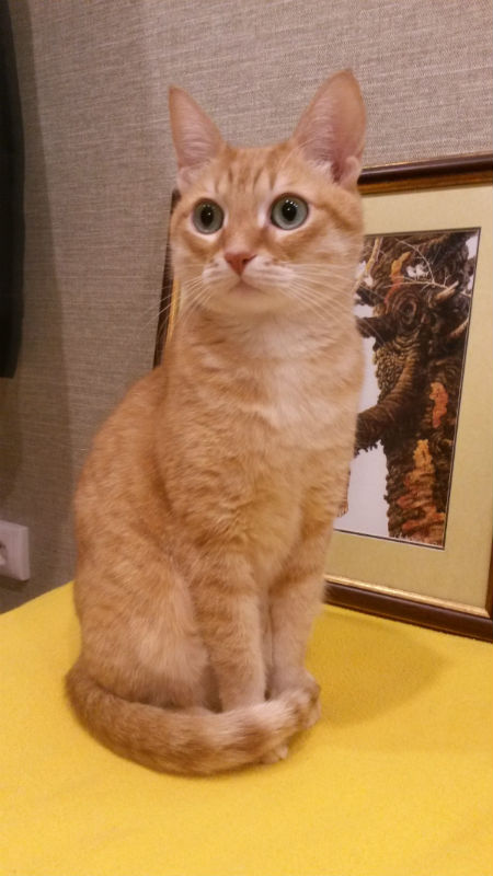 Котовторник 14.03.2017