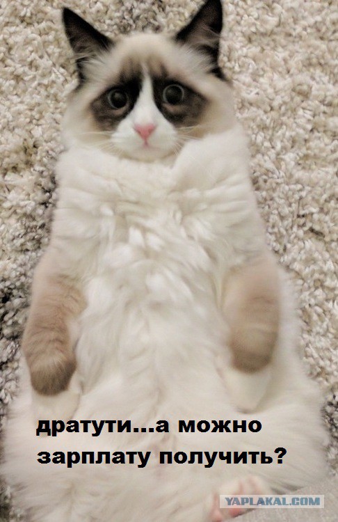 Мой кот любит ползать на спине под диваном. Фото сделали, когда он в очередной раз вылез из под дивана