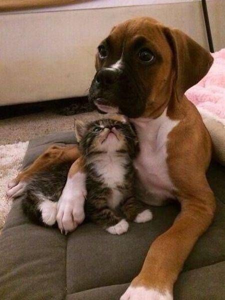 Коты и Кошки