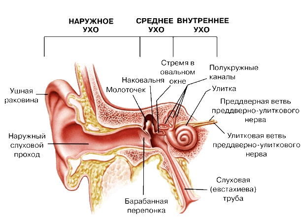 Сабвуферы головного мозга