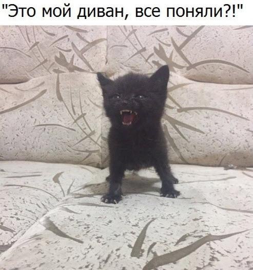 Самый злобный кот в Интернете. который ненавидит всех и вся