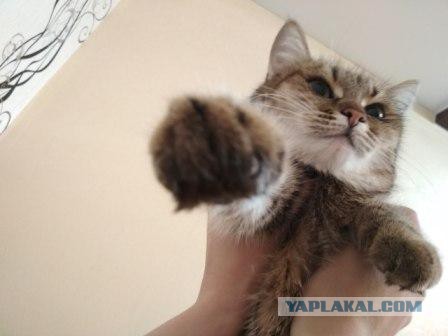 Котовторник  13.02.2018