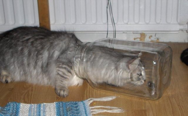 Фотобомбы котов