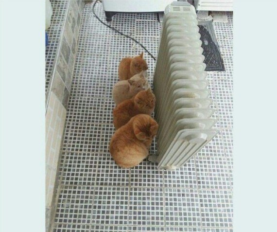 Прикольных котов пост