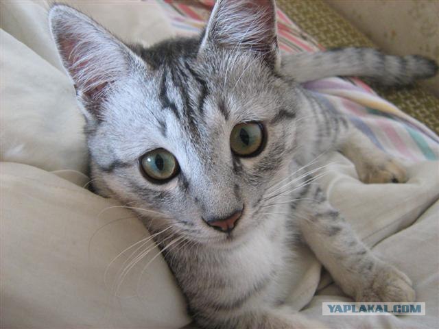 Котовторник  на  ЯПлакалъ