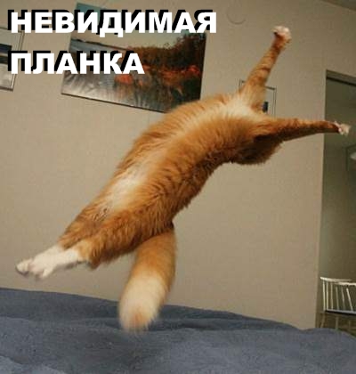 Коты и невидимые предметы 26 фот