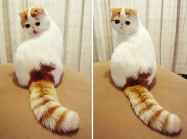 Прикольных котов пост