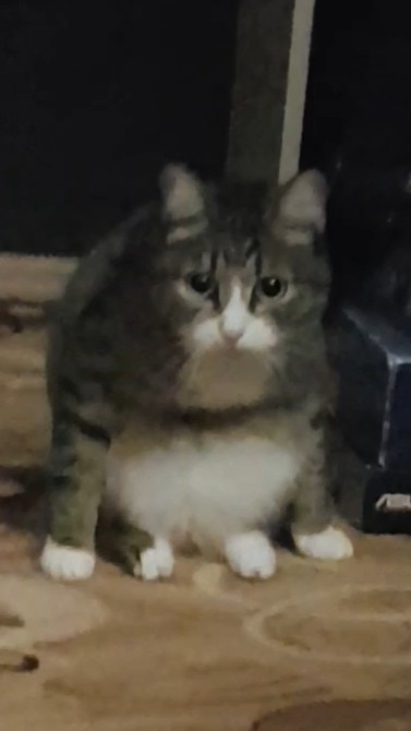 Котовторник 13-11-2018