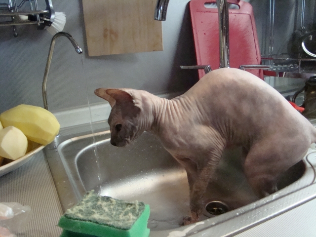 Котовторник 06.09.11