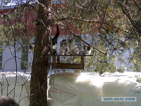 Котовторник 22.05.2012