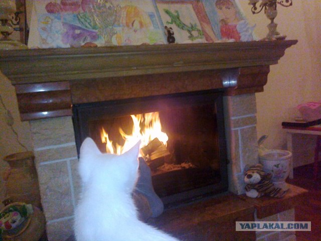 Котовторник  21.08.12