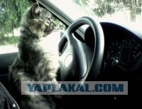 Котовторник  16.10.12
