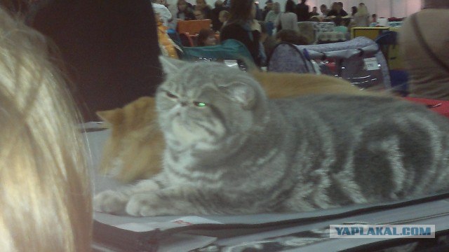 Котовторник 12.02.13