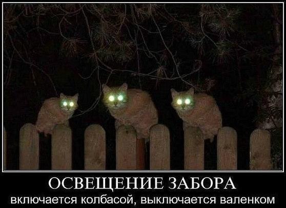 Забавные фото котеек