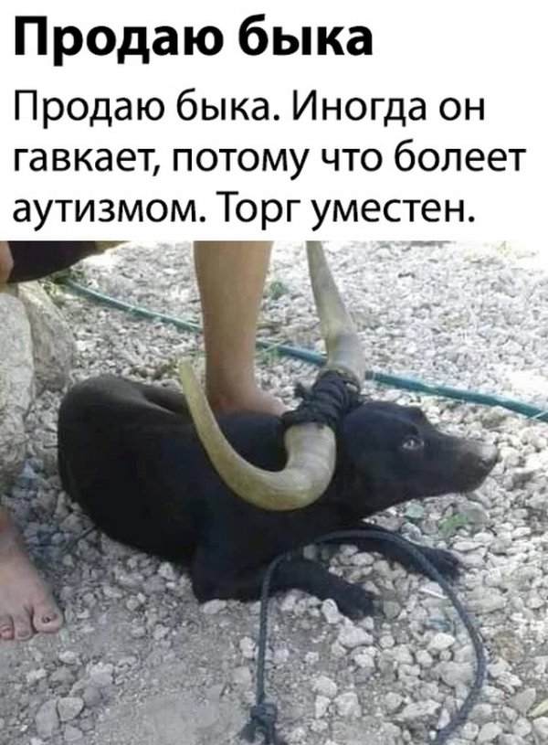 Нестандартный юмор 29.11.19