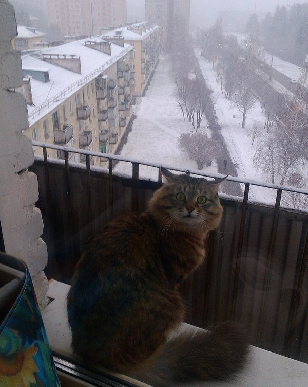 Живность из сети